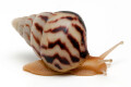 Limicolaria flammea Nigeria dark stripes juvenil